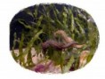 /album/animaux/les-inseparables-jpg/